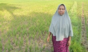 foto:Kondisi sawah di Gampong Seuneubok jalan , Kecamatan Idi Tunong yang tampak mengering