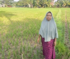 foto:Kondisi sawah di Gampong Seuneubok jalan , Kecamatan Idi Tunong yang tampak mengering