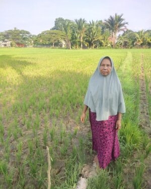 foto:Kondisi sawah di Gampong Seuneubok jalan , Kecamatan Idi Tunong yang tampak mengering