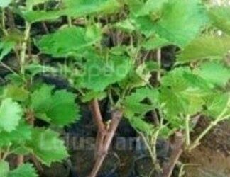 Selain Mark’up Harga Bibit Rambutan dan Alpukat, Pangulu Margomulio Juga Mark’up Harga Bibit Anggur