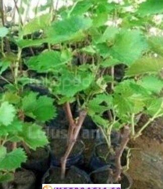 Selain Mark’up Harga Bibit Rambutan dan Alpukat, Pangulu Margomulio Juga Mark’up Harga Bibit Anggur