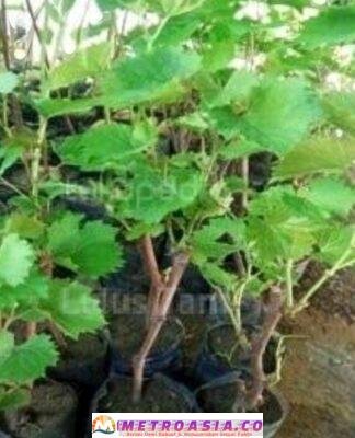Selain Mark’up Harga Bibit Rambutan dan Alpukat, Pangulu Margomulio Juga Mark’up Harga Bibit Anggur