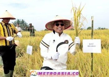 Panen Raya Padi Sawah di Kecamatan Tanah Jawa, Bupati Simalungun Berharap Ada Kenaikan Hasil