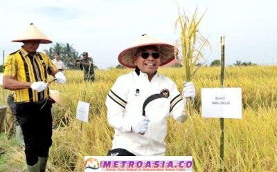 Panen Raya Padi Sawah di Kecamatan Tanah Jawa, Bupati Simalungun Berharap Ada Kenaikan Hasil