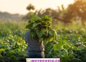 Penjualan Rokok Nasional di RI Menurun, Tembakau Kurang Laku, Akibat Beralih Beli Rokok Ilegal