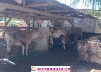 APH Diminta “Tegas” Usut Kasus Dugaan Belanja Sapi ADD 2024 Nagori Sahkuda