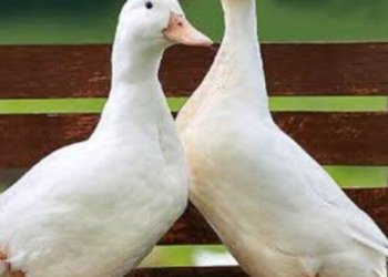 Dana Desa di Kabupaten Simalungun Sejahterahkan Karyawan Perusahaan Asing