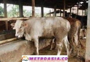 BUMNag Nagori Silampuyang Bertujuan Meningkatkan Ketersedian Daging