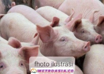 Penggemukan “Babi” Andalan Program Hampang BUMNag Tanjung Pasir