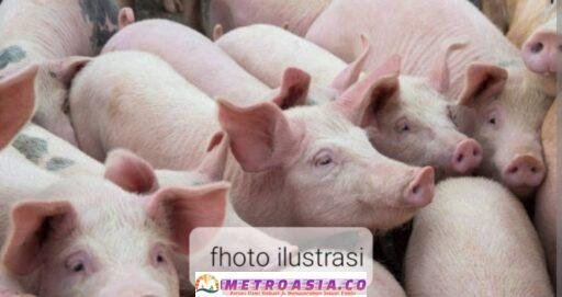 Penggemukan “Babi” Andalan Program Hampang BUMNag Tanjung Pasir