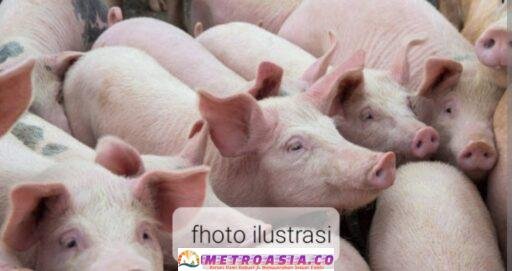Penggemukan “Babi” Andalan Program Hampang BUMNag Tanjung Pasir