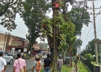 Forkopimca Siantar dan Instansi Terkait Tertibkan Pohon Rawan Tumbang di Jalur Vital Kecamatan Siantar