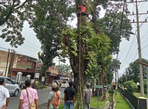 Forkopimca Siantar dan Instansi Terkait Tertibkan Pohon Rawan Tumbang di Jalur Vital Kecamatan Siantar