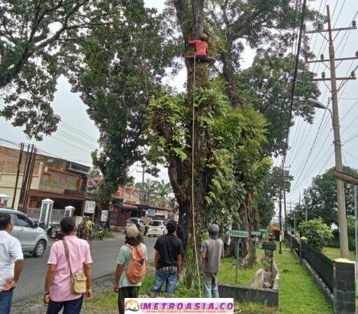 Forkopimca Siantar dan Instansi Terkait Tertibkan Pohon Rawan Tumbang di Jalur Vital Kecamatan Siantar