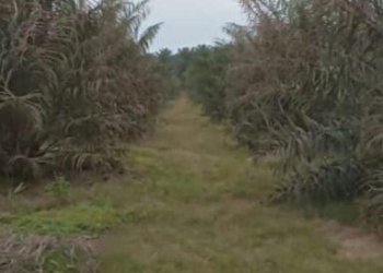 PTPN IV Regional 2 Terancam Kerugian Besar Akibat Serangan Ulat Kantung di Kebun Marihat