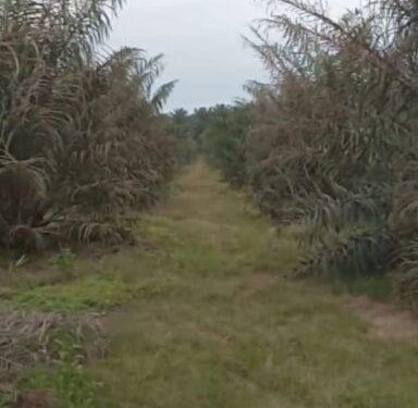 PTPN IV Regional 2 Terancam Kerugian Besar Akibat Serangan Ulat Kantung di Kebun Marihat