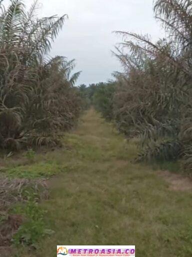 PTPN IV Regional 2 Terancam Kerugian Besar Akibat Serangan Ulat Kantung di Kebun Marihat