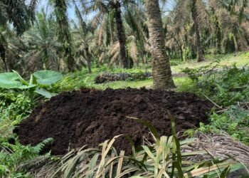 Pembuangan Limbah Padat PKS di Kebun PTPN IV Dusun Hulu Jadi Sorotan