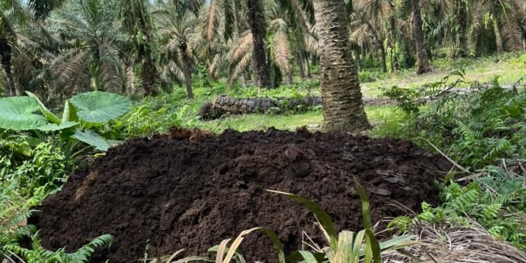 Pembuangan Limbah Padat PKS di Kebun PTPN IV Dusun Hulu Jadi Sorotan