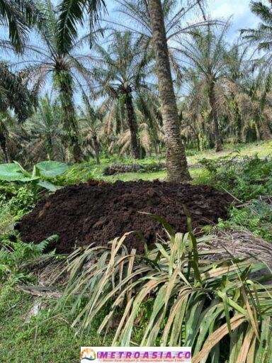 Pembuangan Limbah Padat PKS di Kebun PTPN IV Dusun Hulu Jadi Sorotan