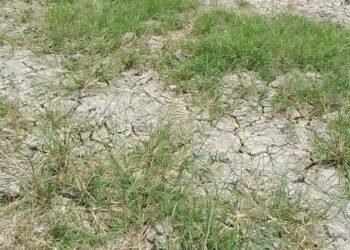 Diduga Umbul Air Dialihkan ke Sumber Debit Air PDAM Tirtauli, 150 Ha Lahan Pertanian di Pane Kekeringan