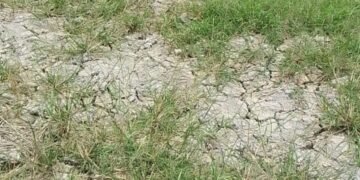 Diduga Umbul Air Dialihkan ke Sumber Debit Air PDAM Tirtauli, 150 Ha Lahan Pertanian di Pane Kekeringan