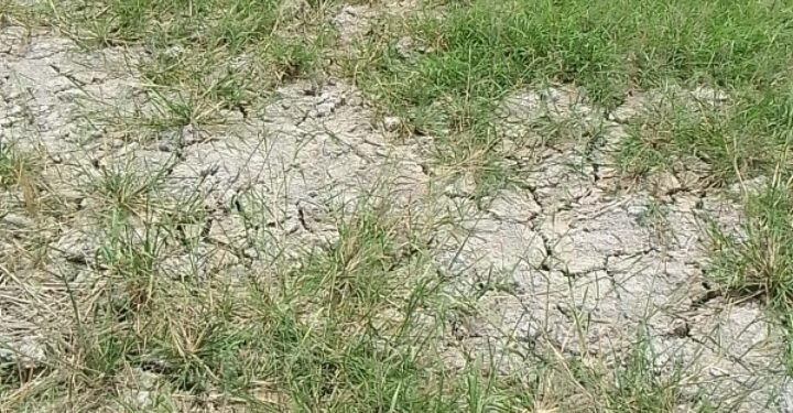 Diduga Umbul Air Dialihkan ke Sumber Debit Air PDAM Tirtauli, 150 Ha Lahan Pertanian di Pane Kekeringan