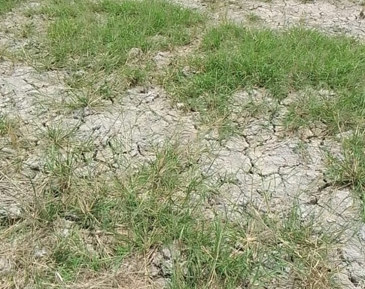 Diduga Umbul Air Dialihkan ke Sumber Debit Air PDAM Tirtauli, 150 Ha Lahan Pertanian di Pane Kekeringan