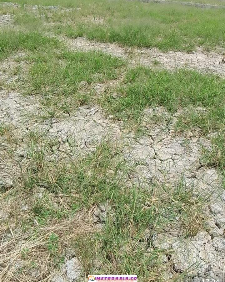 Diduga Umbul Air Dialihkan ke Sumber Debit Air PDAM Tirtauli, 150 Ha Lahan Pertanian di Pane Kekeringan