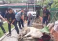 Momentum Idul Adha 1447 H, PTPN IV Regional II Kebun Bah Birung Ulu Sembelih 12 Hewan Kurban