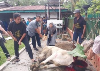 Momentum Idul Adha 1447 H, PTPN IV Regional II Kebun Bah Birung Ulu Sembelih 12 Hewan Kurban
