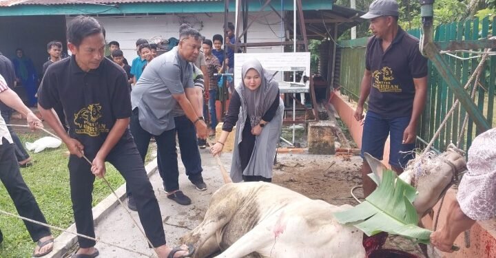 Momentum Idul Adha 1447 H, PTPN IV Regional II Kebun Bah Birung Ulu Sembelih 12 Hewan Kurban