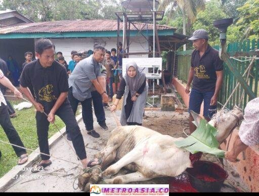 Momentum Idul Adha 1447 H, PTPN IV Regional II Kebun Bah Birung Ulu Sembelih 12 Hewan Kurban