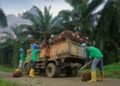 Produksi TBS Kebun Bah Birong Ulu Meningkat 16,71 Persen Dari Semester Satu 2025
