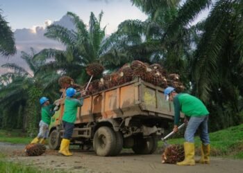 Produksi TBS Kebun Bah Birong Ulu Meningkat 16,71 Persen Dari Semester Satu 2025