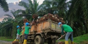 Produksi TBS Kebun Bah Birong Ulu Meningkat 16,71 Persen Dari Semester Satu 2025
