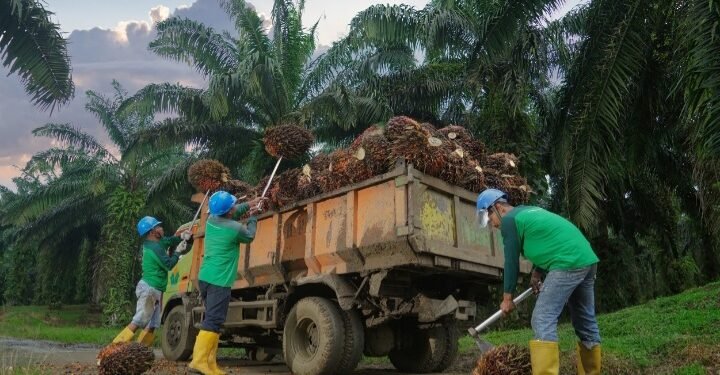 Produksi TBS Kebun Bah Birong Ulu Meningkat 16,71 Persen Dari Semester Satu 2025