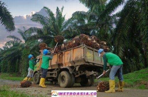 Produksi TBS Kebun Bah Birong Ulu Meningkat 16,71 Persen Dari Semester Satu 2025