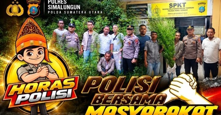 Polsek Panei Tongah Bongkar Ladang Ganja di Simpang Raya Dasma